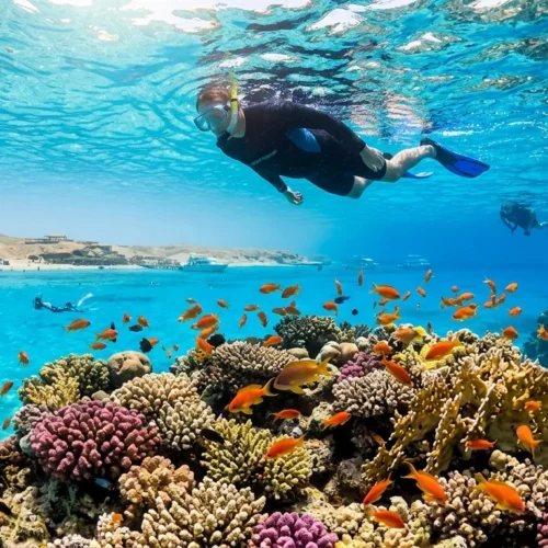 Snorkeler above a coral reef with reef fish, Giftun Islands