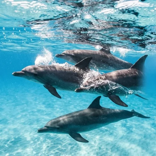 Dolphin House Snorkeling Trip from Hurghada
