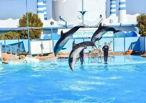 Hurghada Dolphin Show