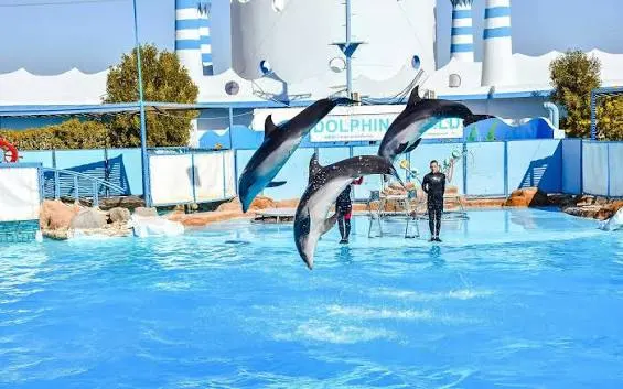 Hurghada Dolphin Show