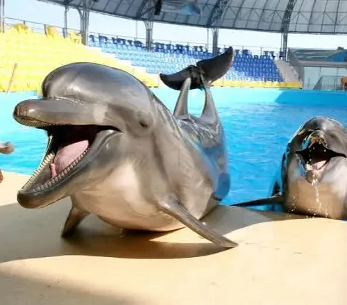 Hurghada Dolphin Show