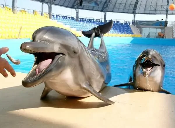 Hurghada Dolphin Show