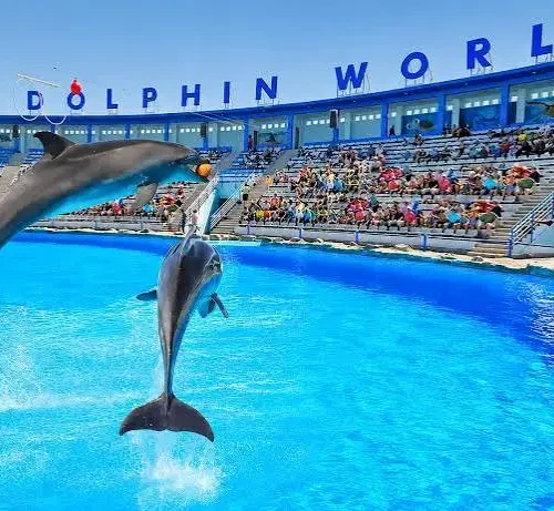 Hurghada Dolphin Show