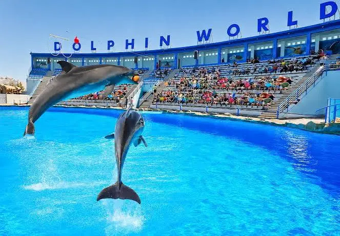Hurghada Dolphin Show