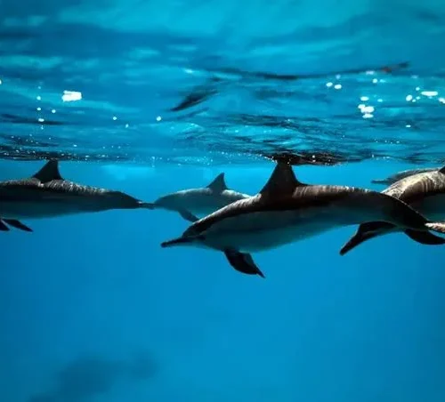 Dolphin House Snorkeling Trip from Hurghada