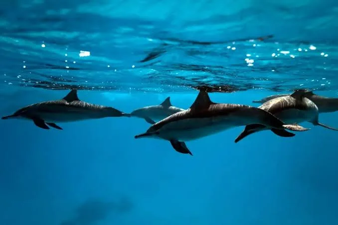 Dolphin House Snorkeling Trip from Hurghada