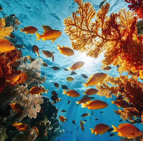 Dolphin House Snorkeling Trip from Hurghada