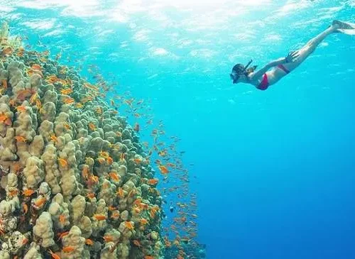 Dolphin House Snorkeling Trip from Hurghada