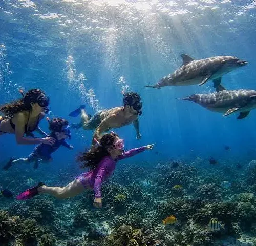 Dolphin House Snorkeling Trip from Hurghada