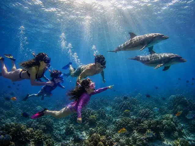 Dolphin House Snorkeling Trip from Hurghada