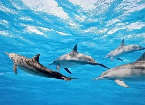 Dolphin House Snorkeling Trip from Hurghada