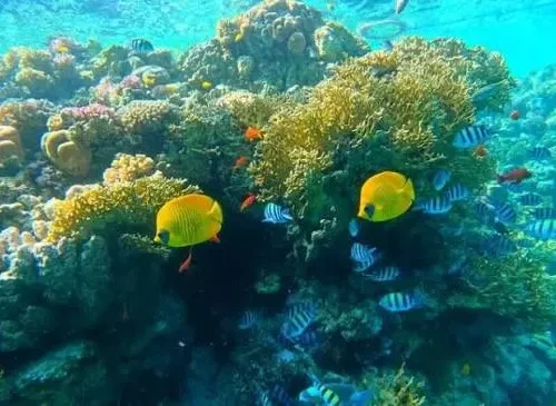 Hula Hula Island Boat Trip from Hurghada