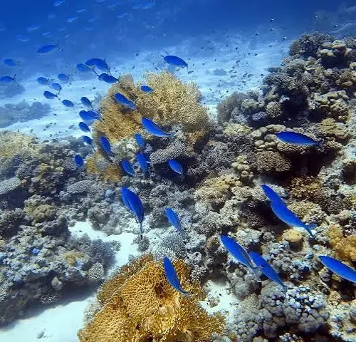 Private Speedboat and Snorkeling Trip from Hurghada