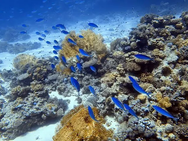 Private Speedboat and Snorkeling Trip from Hurghada