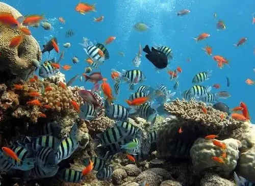 Private Speedboat and Snorkeling Trip from Hurghada